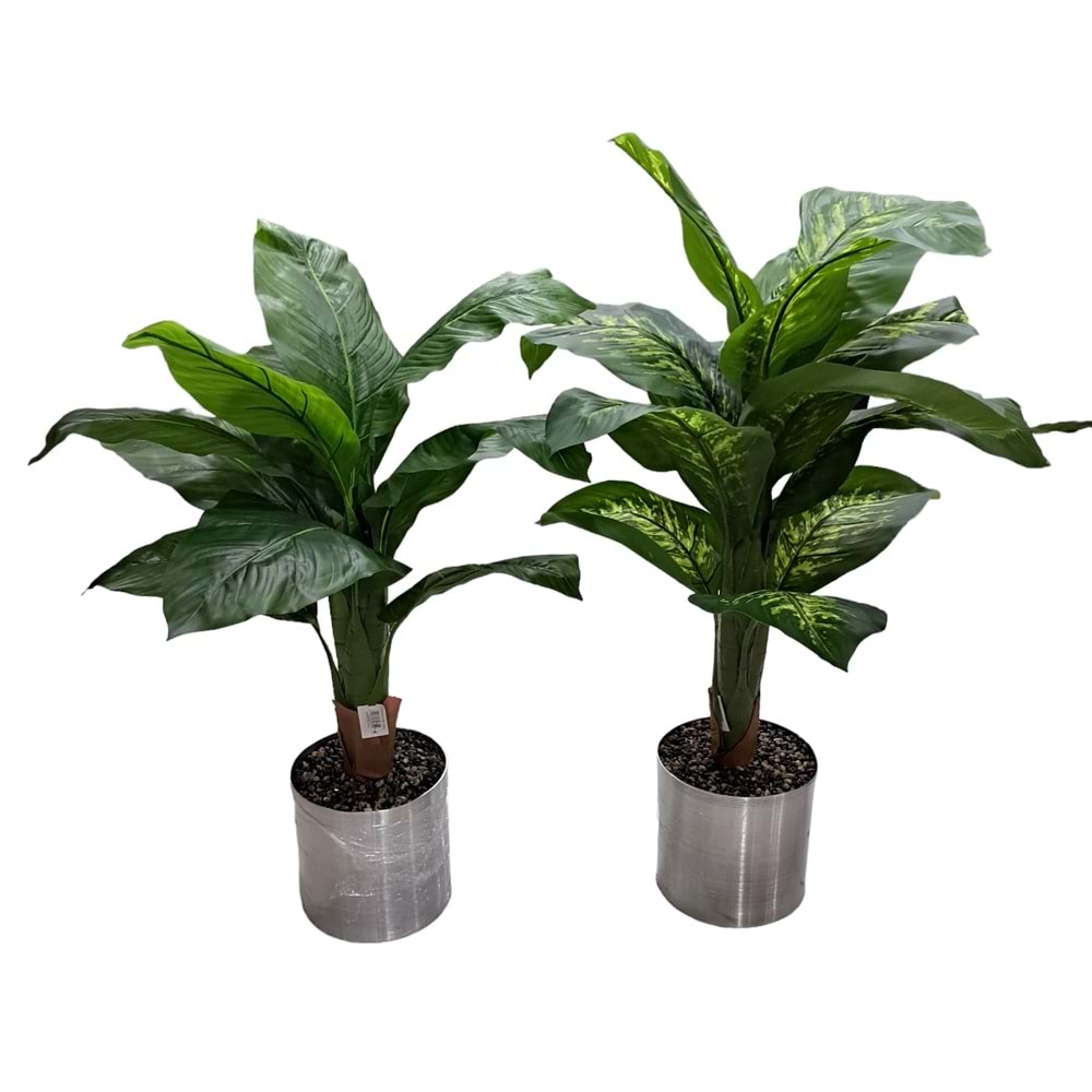 TİFENBAHYA AĞAÇ 100 CM