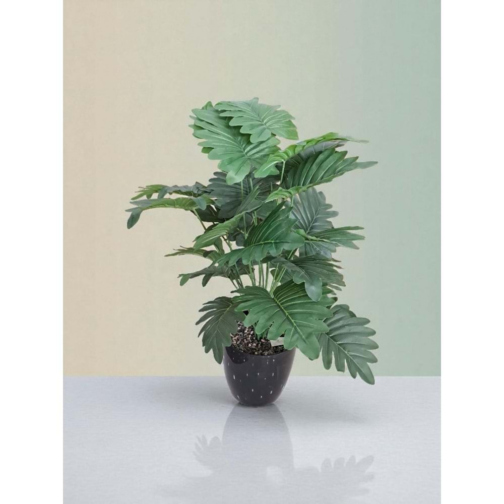 MONSTERA AĞAÇ 80 CM