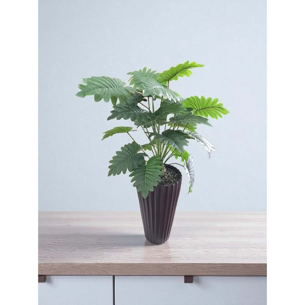 MONSTERA AĞAÇ 80 CM