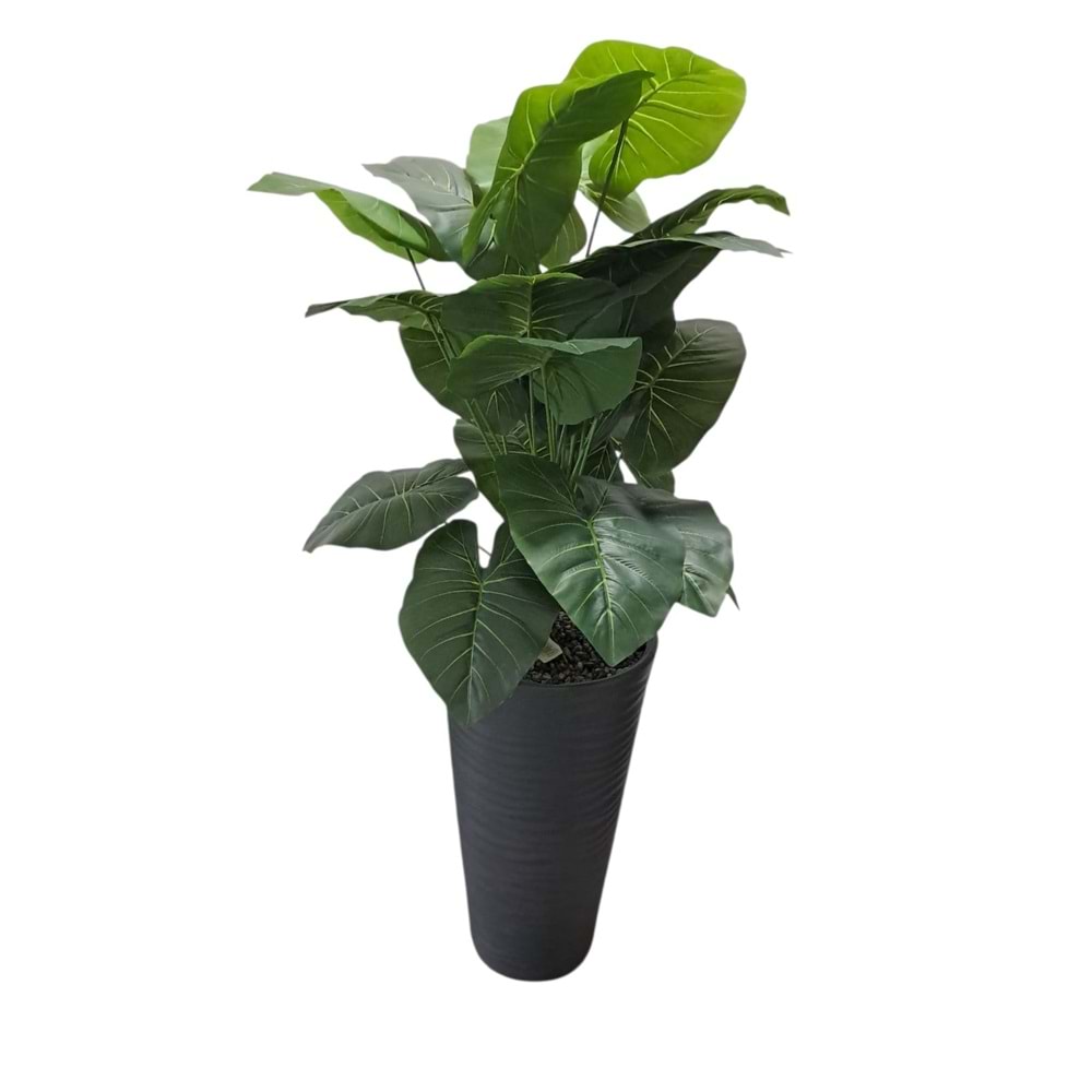 DİFENBAHYA AĞAÇ 80 CM