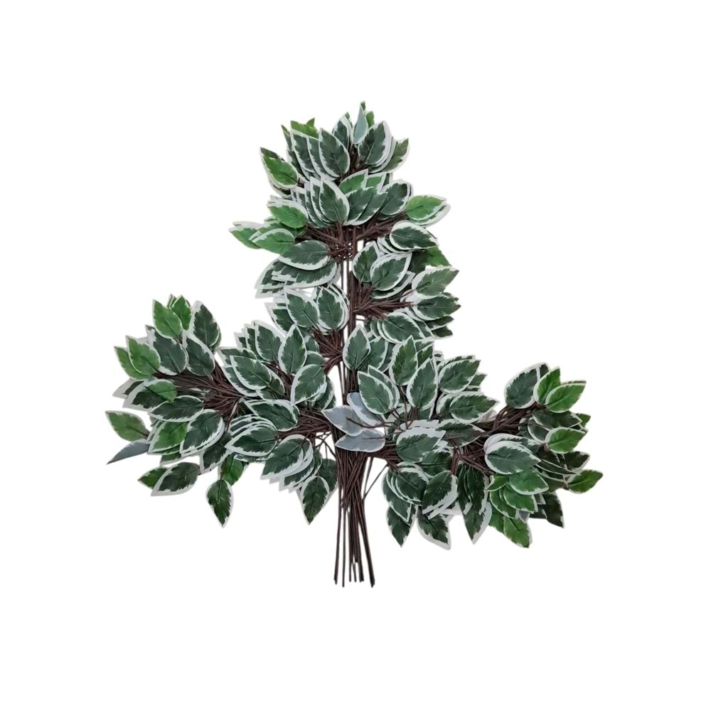 ISLAK ÇIRÇIL BENJAMİN