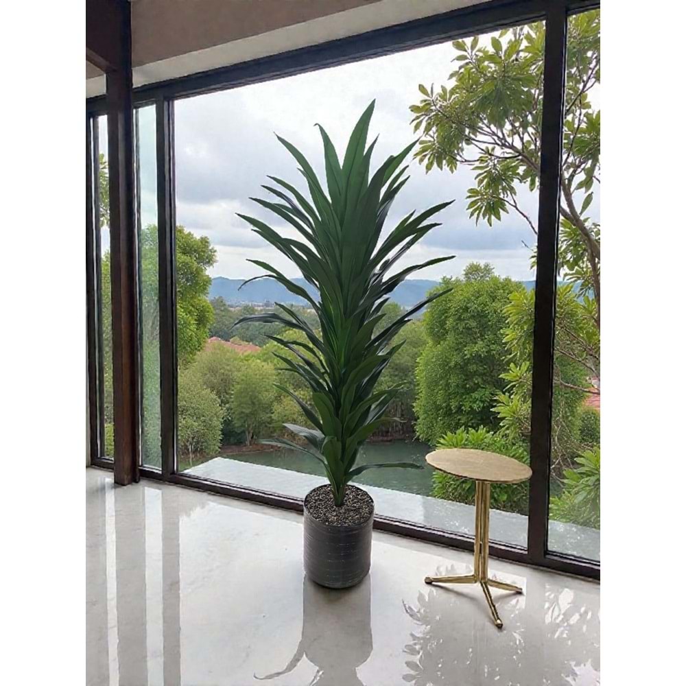 MASSANGENA AĞAÇ 160 CM