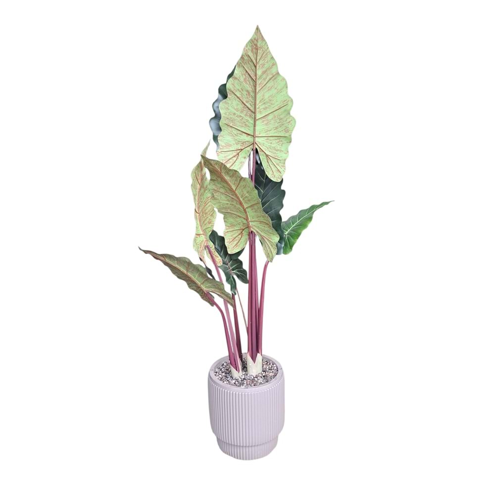 FİL KULAĞI 120 CM