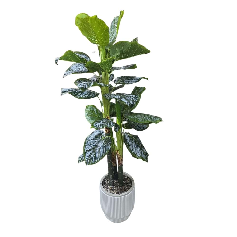 TROPİKAL AĞAÇ 3 GÖVDE 1,50 CM