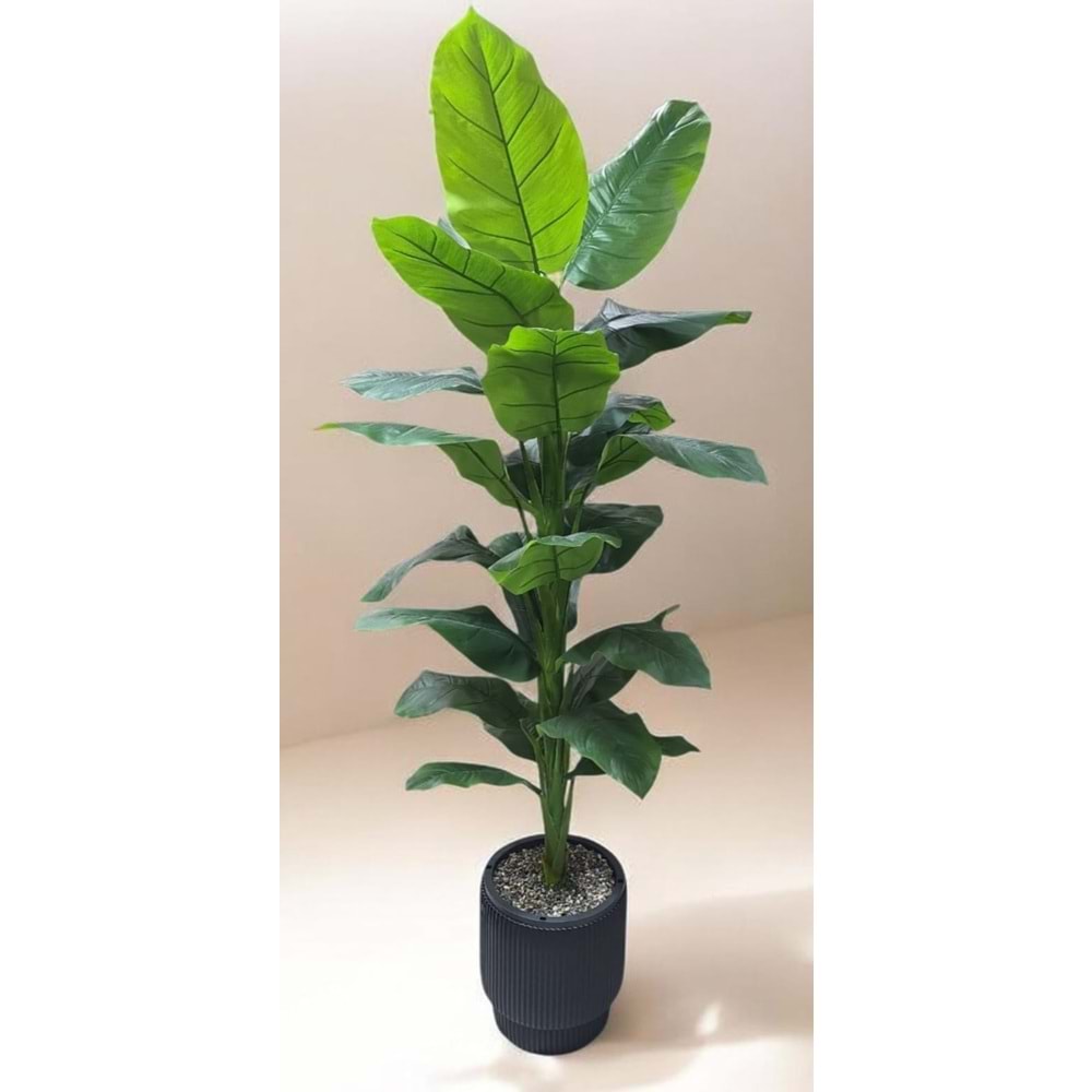 DİFENBAHYA 180 CM