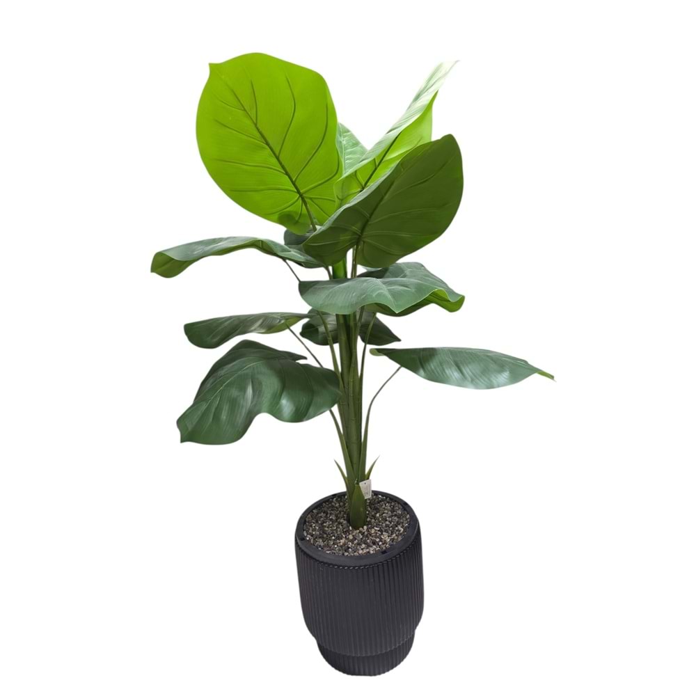 DİFENBAHYA 125 CM
