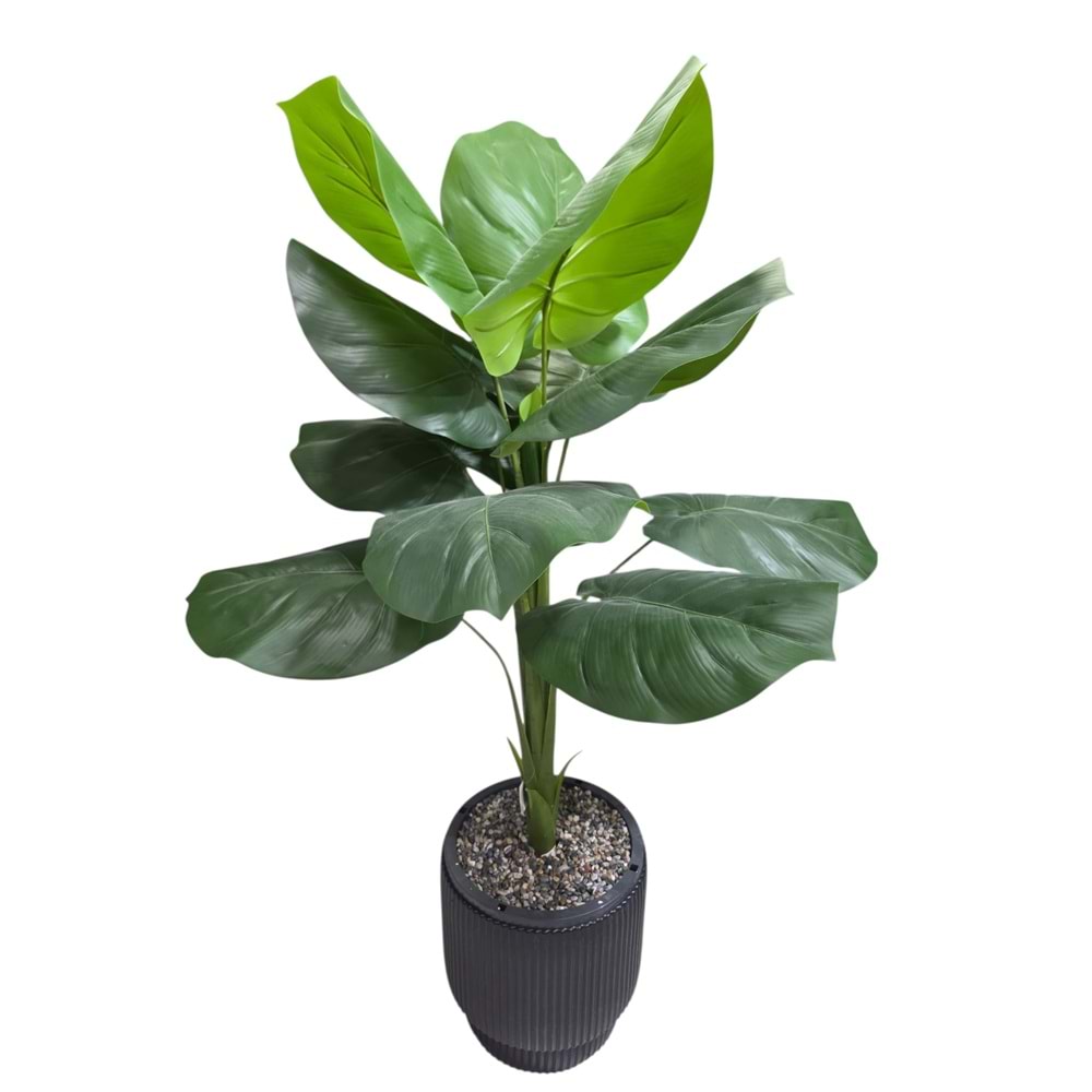 DİFENBAHYA 125 CM