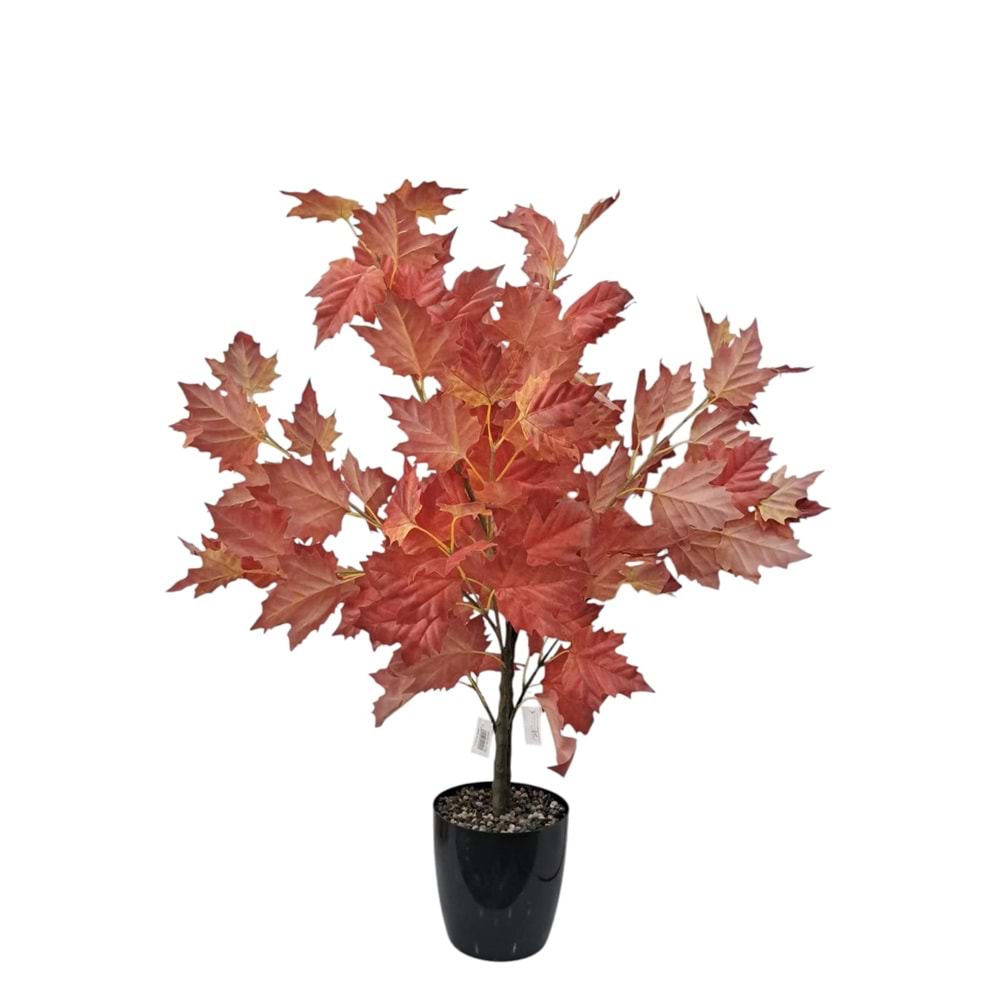 ÇINAR AĞAÇ 100 CM