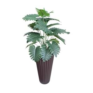 MONSTERA AĞAÇ 80 CM