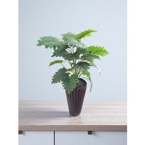 MONSTERA AĞAÇ 80 CM