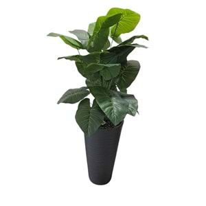 DİFENBAHYA AĞAÇ 80 CM