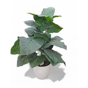 DİFENBAHYA AĞAÇ 80 CM