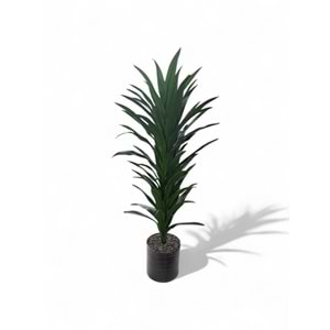 MASSANGENA AĞAÇ 160 CM