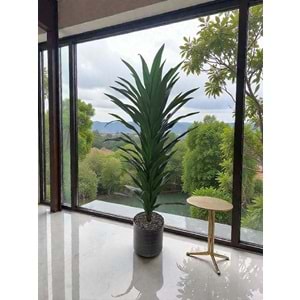 MASSANGENA AĞAÇ 160 CM