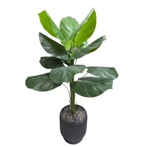 DİFENBAHYA 125 CM