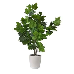 ÇINAR AĞAÇ 100 CM
