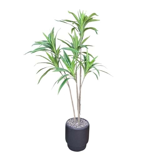 DRACAENA AĞAÇ 3 DAL 1,50 CM
