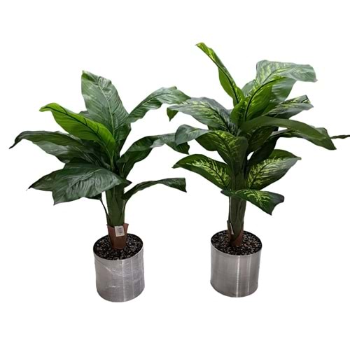 TİFENBAHYA AĞAÇ 100 CM