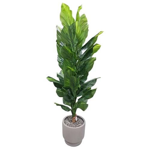 DİFENBAHYA 170 CM