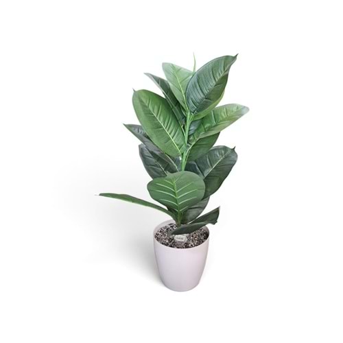 KAUÇUK AĞAÇ 85 CM