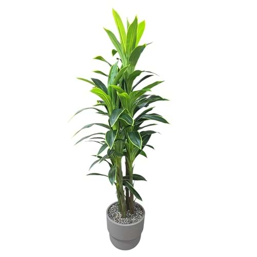 MASSANGENA 4 GÖVDE 1,80 CM