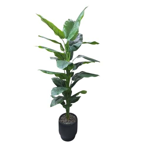 DİFENBAHYA 180 CM