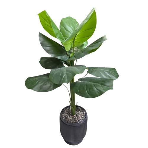 DİFENBAHYA 125 CM