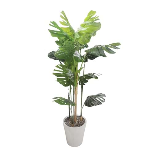 DEVETABANI AĞAÇ 170CM