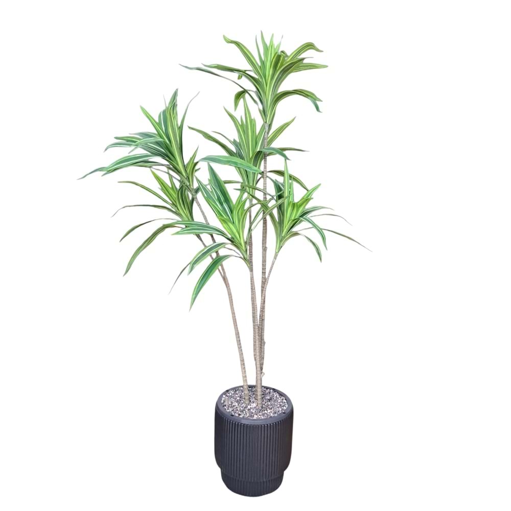 DRACAENA AĞAÇ 3 DAL 1,50 CM