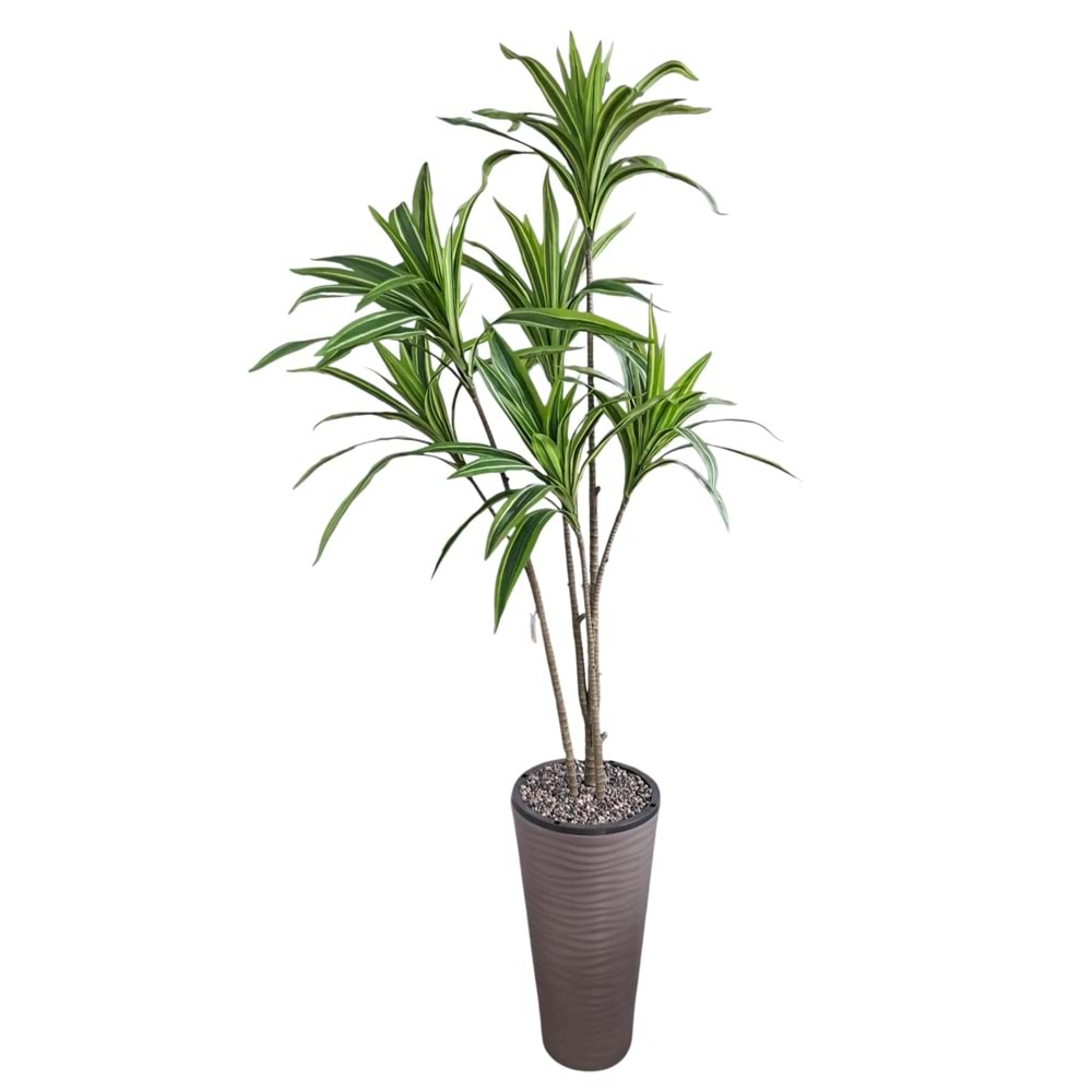 DRACAENA AĞAÇ 3 DAL 1,50 CM