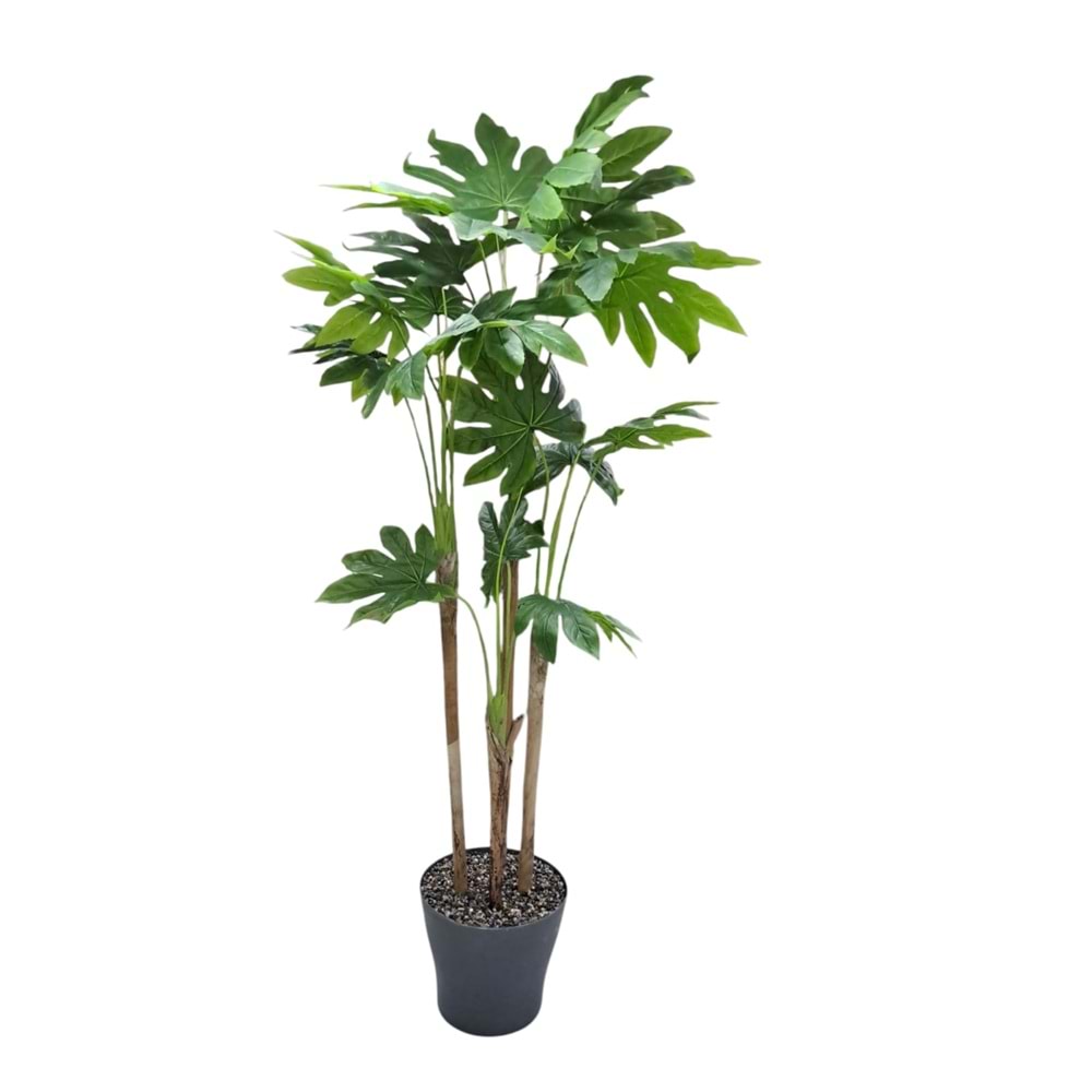 JAPON ÇINAR 220CM