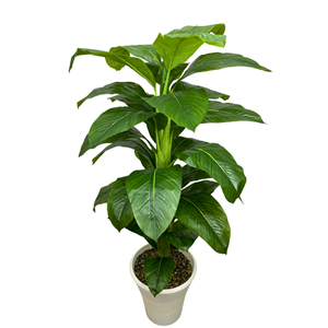DİFENBAHYA 160 CM