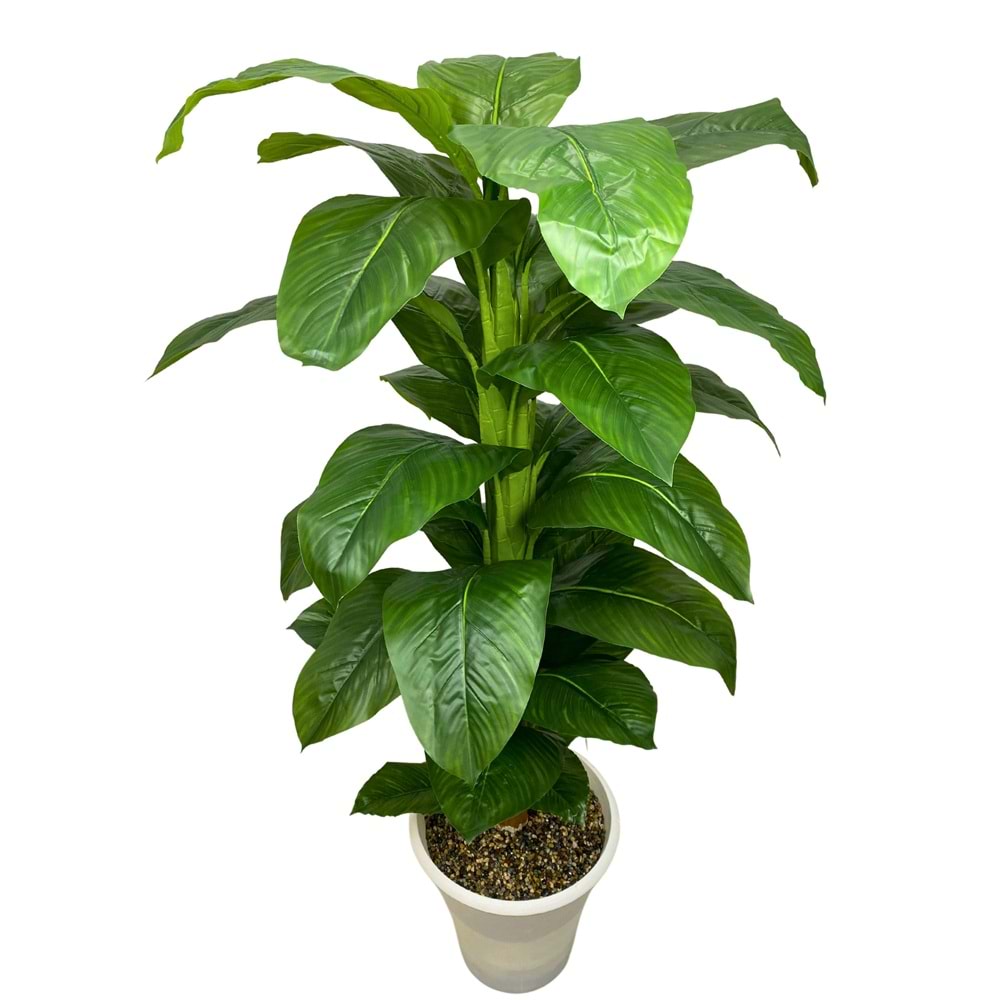 DİFENBAHYA 160 CM