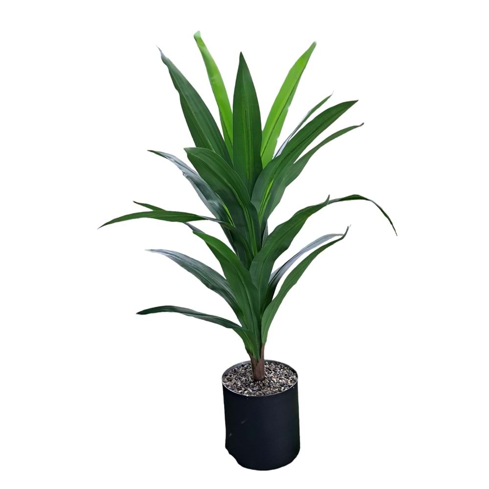 MASSENGENA AĞAÇ 110 CM