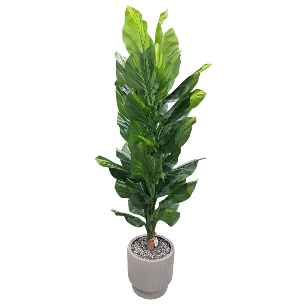 DİFENBAHYA 170 CM