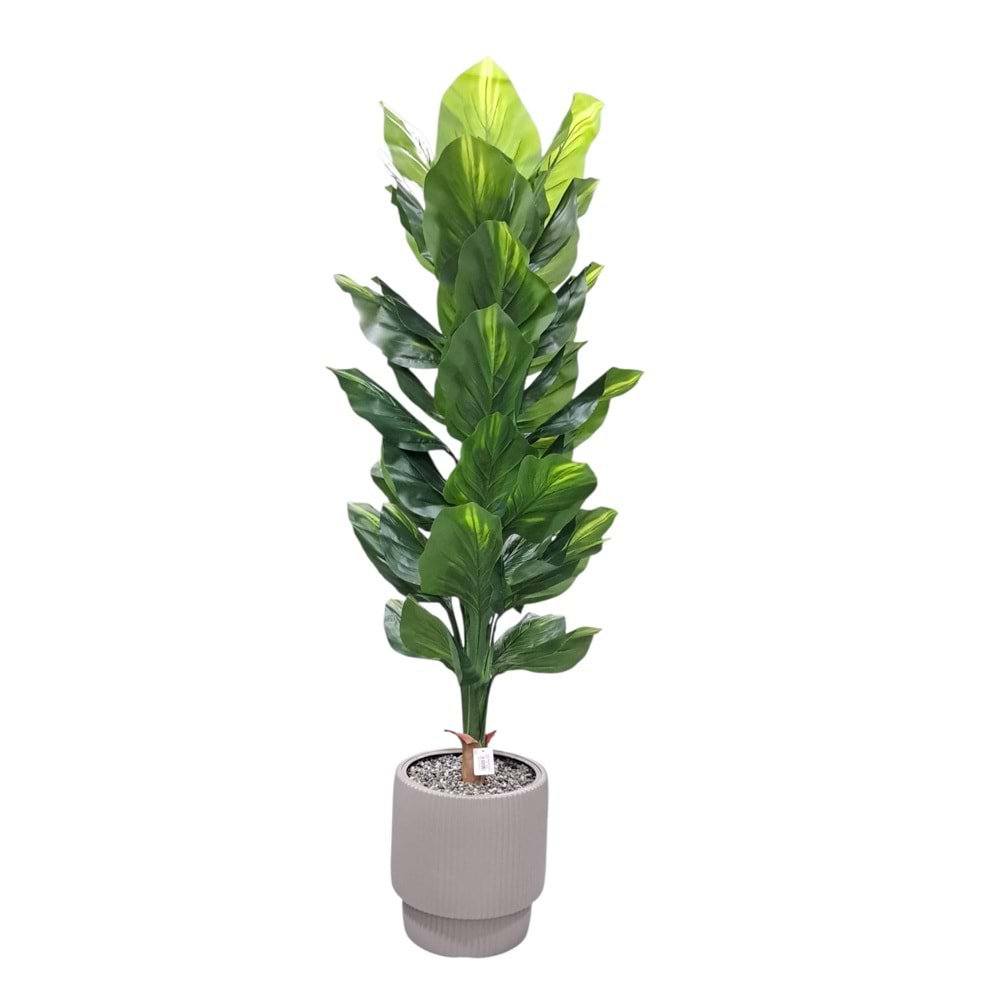 DİFENBAHYA 170 CM