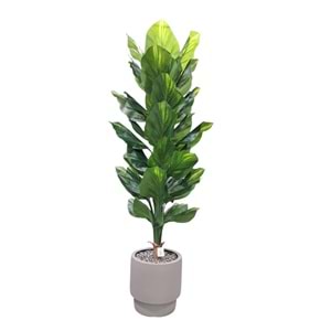 DİFENBAHYA 170 CM