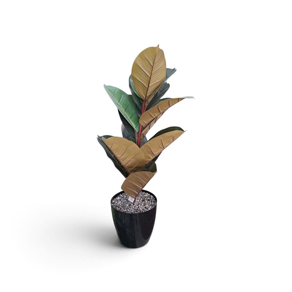 KAUÇUK AĞAÇ 85 CM