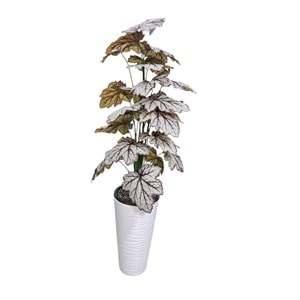 CALADİUM AĞAÇ 130 CM