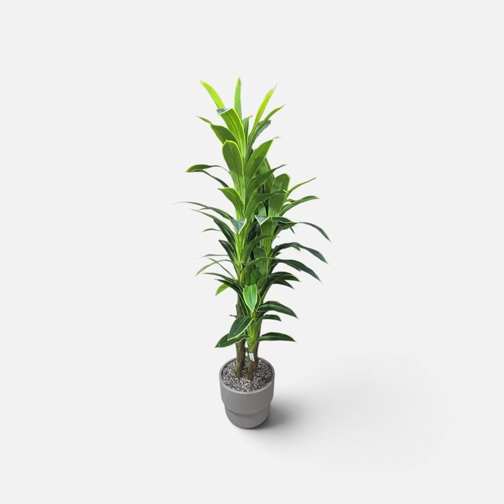 MASSANGENA 4 GÖVDE 1,80 CM