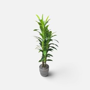 MASSANGENA 4 GÖVDE 1,80 CM
