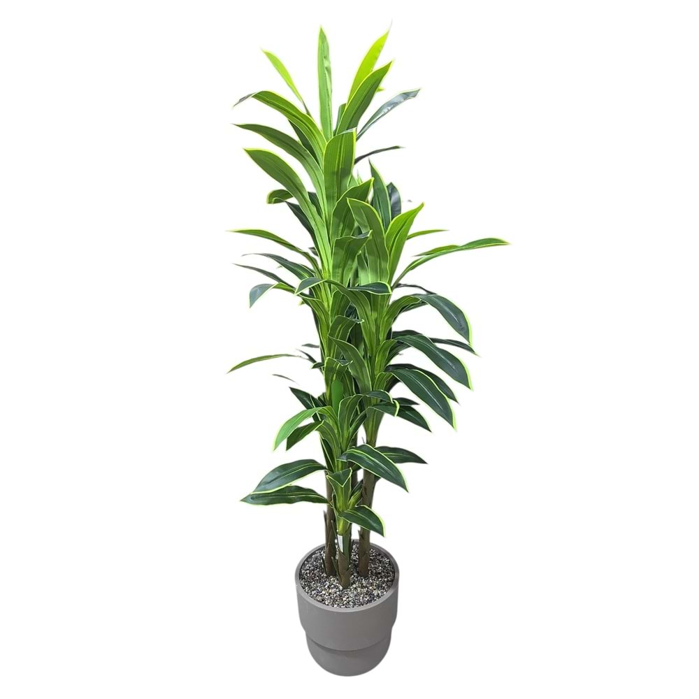 MASSANGENA 4 GÖVDE 1,80 CM